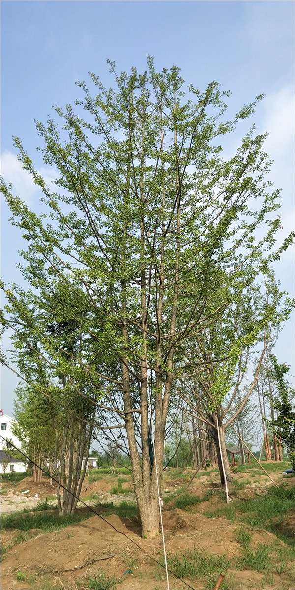 叢生銀杏樹圖片